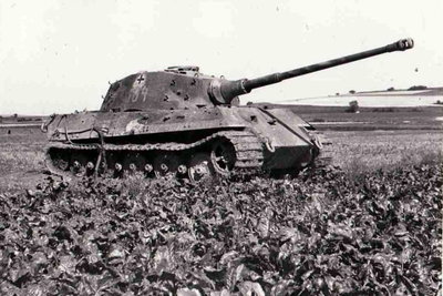 tiger aux marais B.jpg